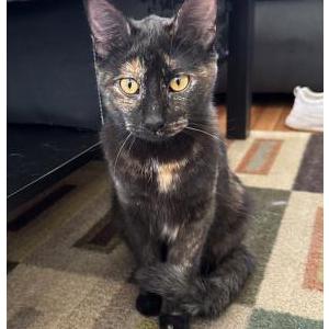 Image of unknown, Found Cat