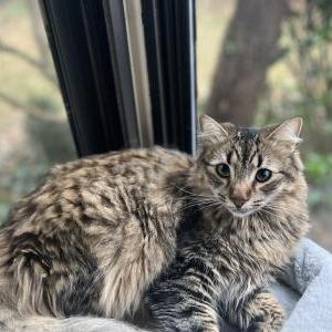 Image of Mochi, Lost Cat