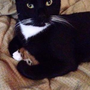 Image of Spaghetti, Lost Cat