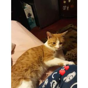 Lost Cat Jackson