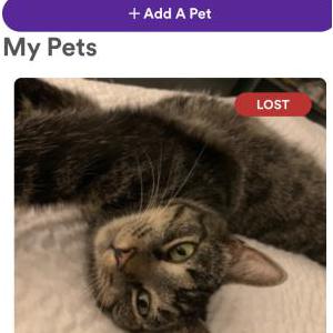Lost Cat Peanut