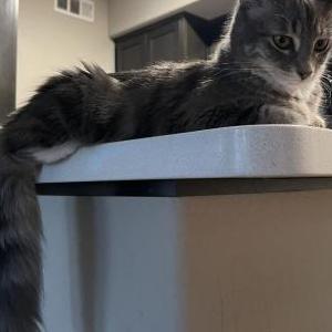 Image of Furby, Lost Cat