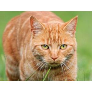 Image of Scottie, Lost Cat
