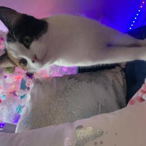 Image of Umbra, Lost Cat