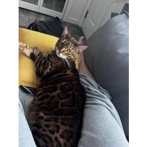 Lost Cat Benji