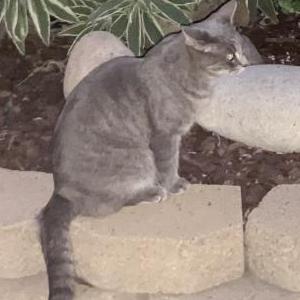 Lost Cat Mia