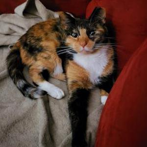 Image of MILLICENT, Lost Cat
