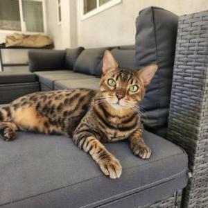 Lost Cat Tora