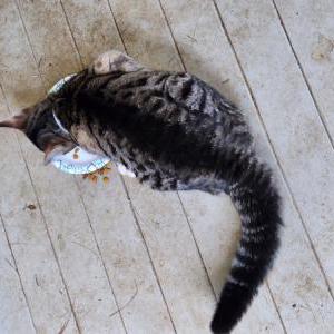 Image of unknown, Found Cat
