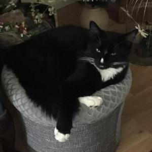 Image of Bustaphur, Lost Cat