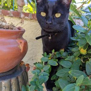 Lost Cat Agatha-Susie