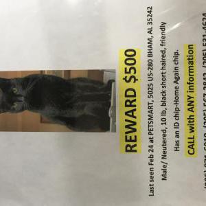 Lost Cat Malcolm