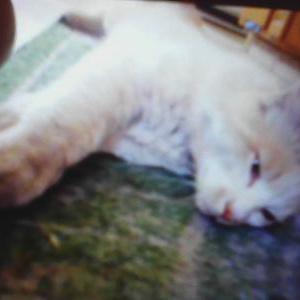 Lost Cat Angle