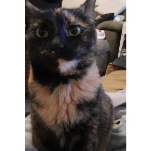Image of Gypsy Rose Kuster, Lost Cat