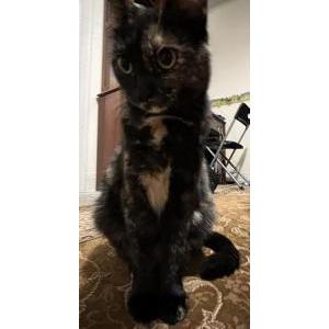 Image of Callie, Lost Cat