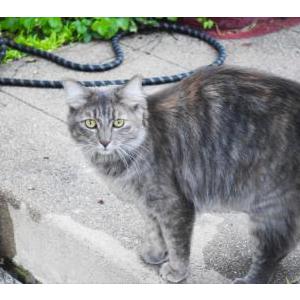 Lost Cat Paulene