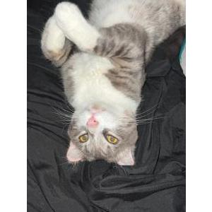 Lost Cat Roux