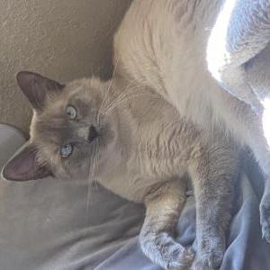 Image of Toby, Lost Cat
