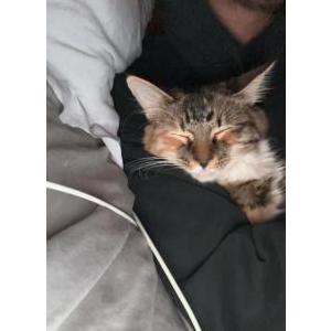 Lost Cat Eevee