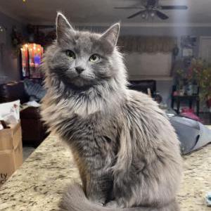 Lost Cat Gray Cottonball