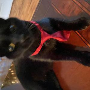 Lost Cat Opi black manx