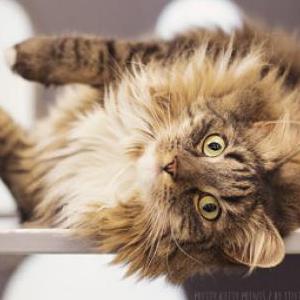Image of Roza, Lost Cat