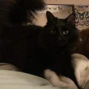 Lost Cat Salem