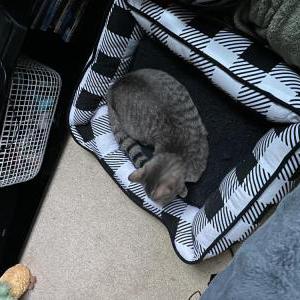 Image of Alyss, Lost Cat