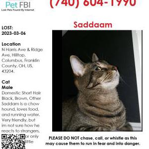 Lost Cat Saddam
