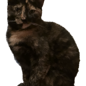 Image of Daisy, Lost Cat