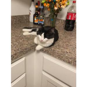 Image of Sophie, Lost Cat