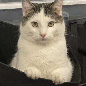Image of Meowsles, Lost Cat