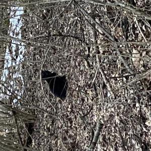 Image of Unknown, Found Cat