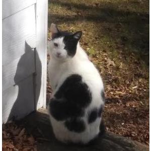 Lost Cat Otis