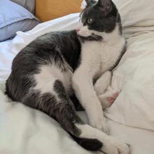 Lost Cat Chidi