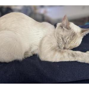 Lost Cat Nani