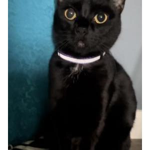 Lost Cat Tchalla