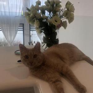 Lost Cat Ginger