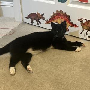 Lost Cat Binx