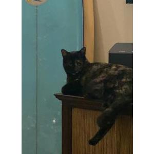 Lost Cat Id# 8848508 (scar)