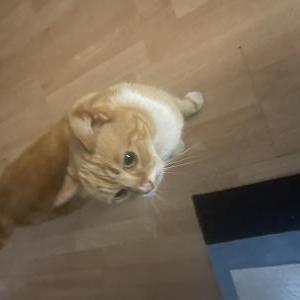 Image of Unknown, Found Cat
