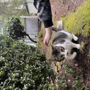 Image of rax, Lost Cat