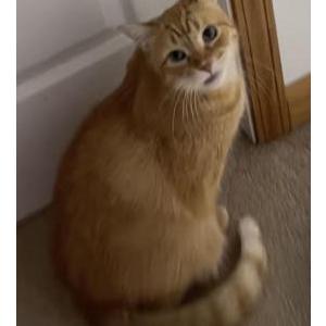 2nd Image of Pumpkin, Lost Cat