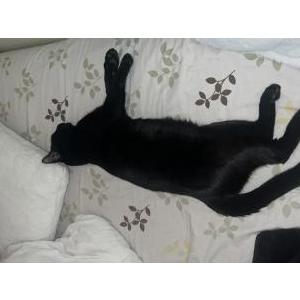 Lost Cat Coochie (dark cat)
