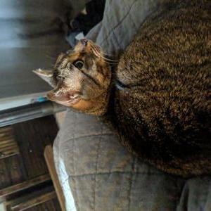Image of Pippin, Lost Cat