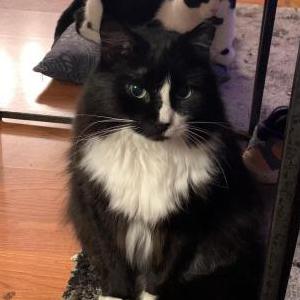 Lost Cat Fluffy and Teddy