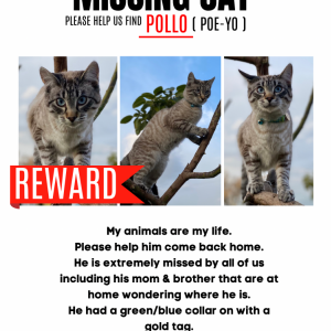 Image of Pollo (Poe-yo), Lost Cat