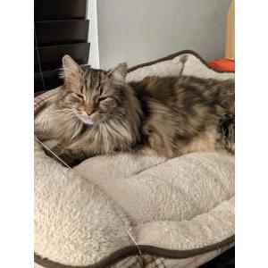 Image of Nessy, Lost Cat