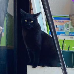Image of Mouser, Lost Cat
