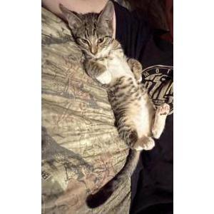 Image of Astro, Lost Cat